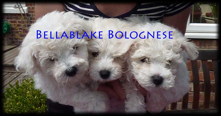Bellablake Bolognese Puppies