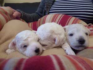 Bellablake Bolognese Puppies